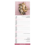 Calendrier Chat Chatons Mural 2025