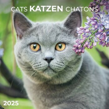 Calendrier 2025 Chats et Chatons avec Poster Offert
