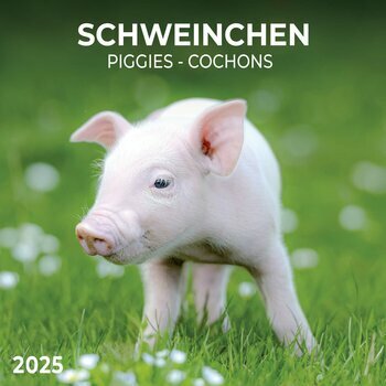 Calendrier 2025 Cochon Porcelet avec Poster Offert