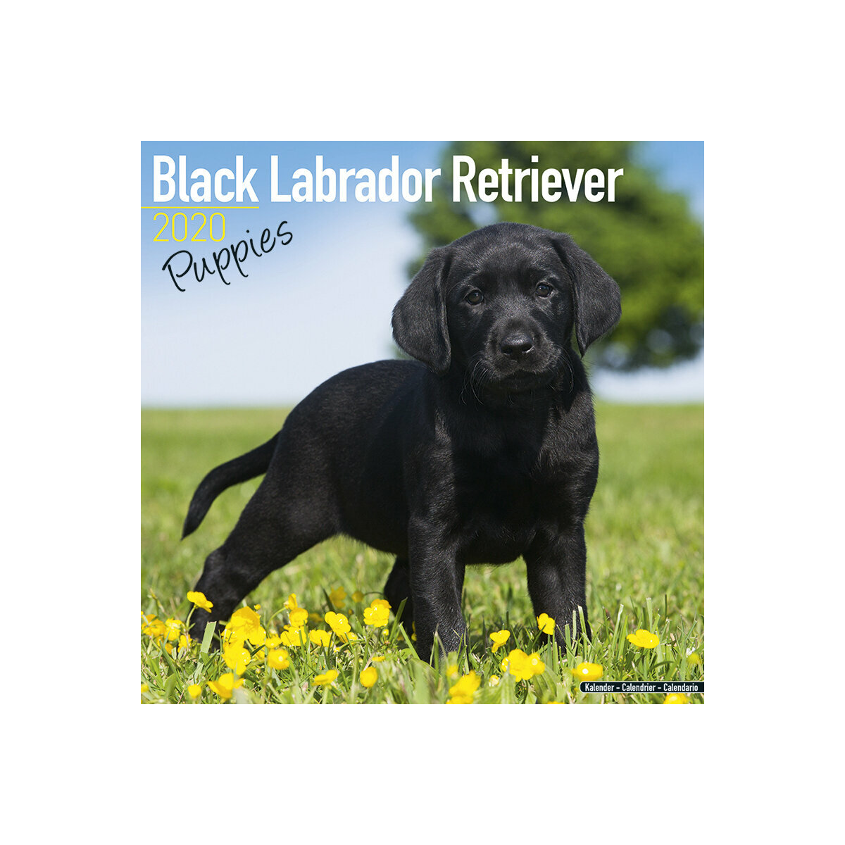 Calendrier Labrador Noir Chiot 2020