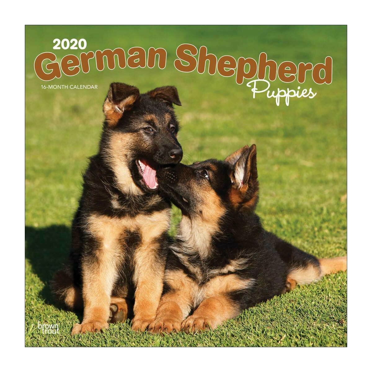 Calendrier 2020 Berger Allemand Chiot