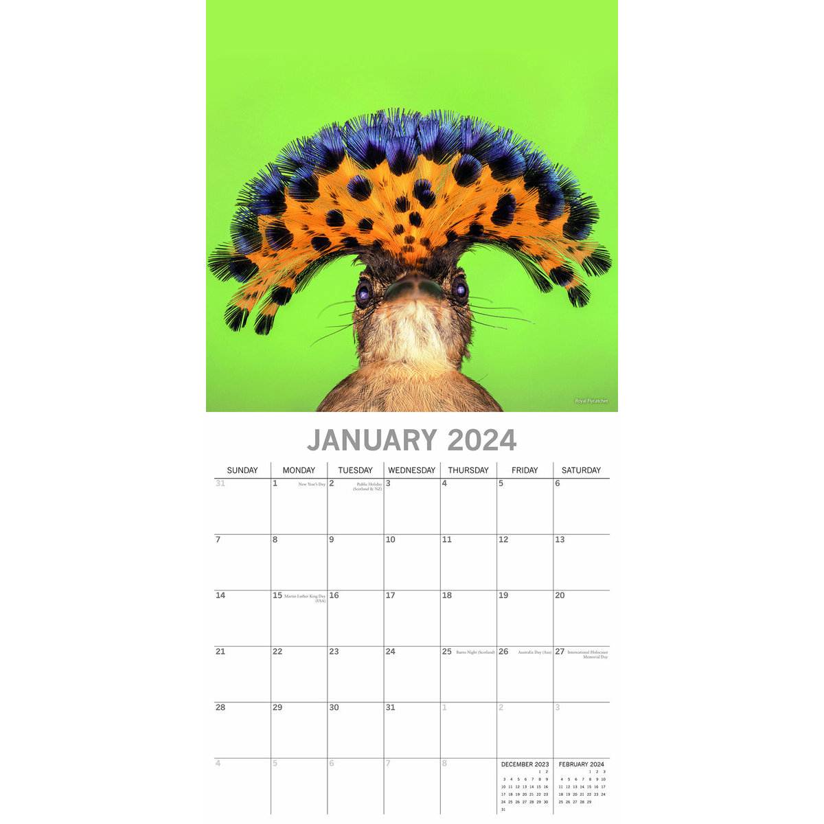 The Gifted Stationary Calendrier des oiseaux exotiques 2024