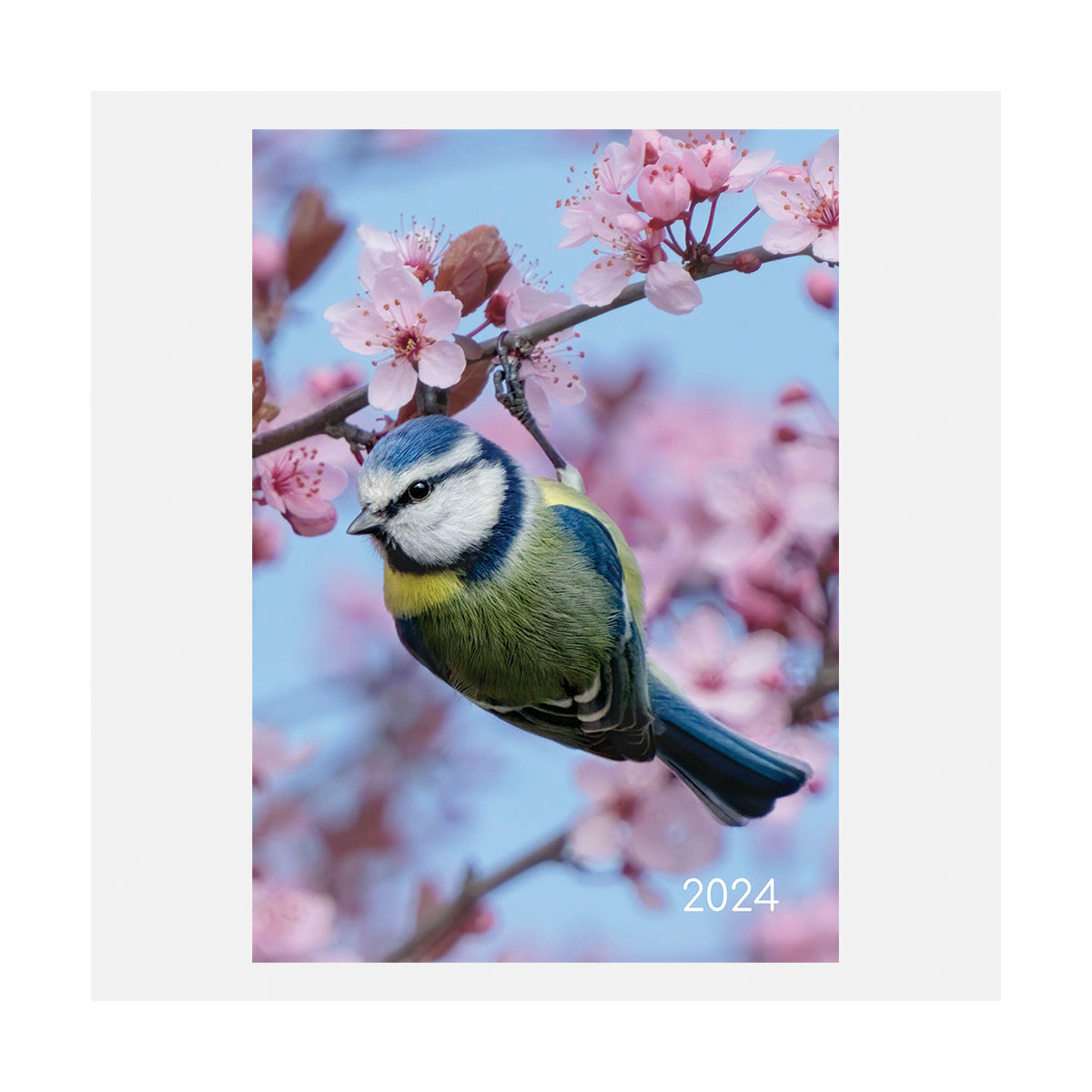 Idée Cadeau : Oiseaux Agenda 2024 / Portraits et chants d'oiseaux au fil  des mois (avec Qrcodes) 