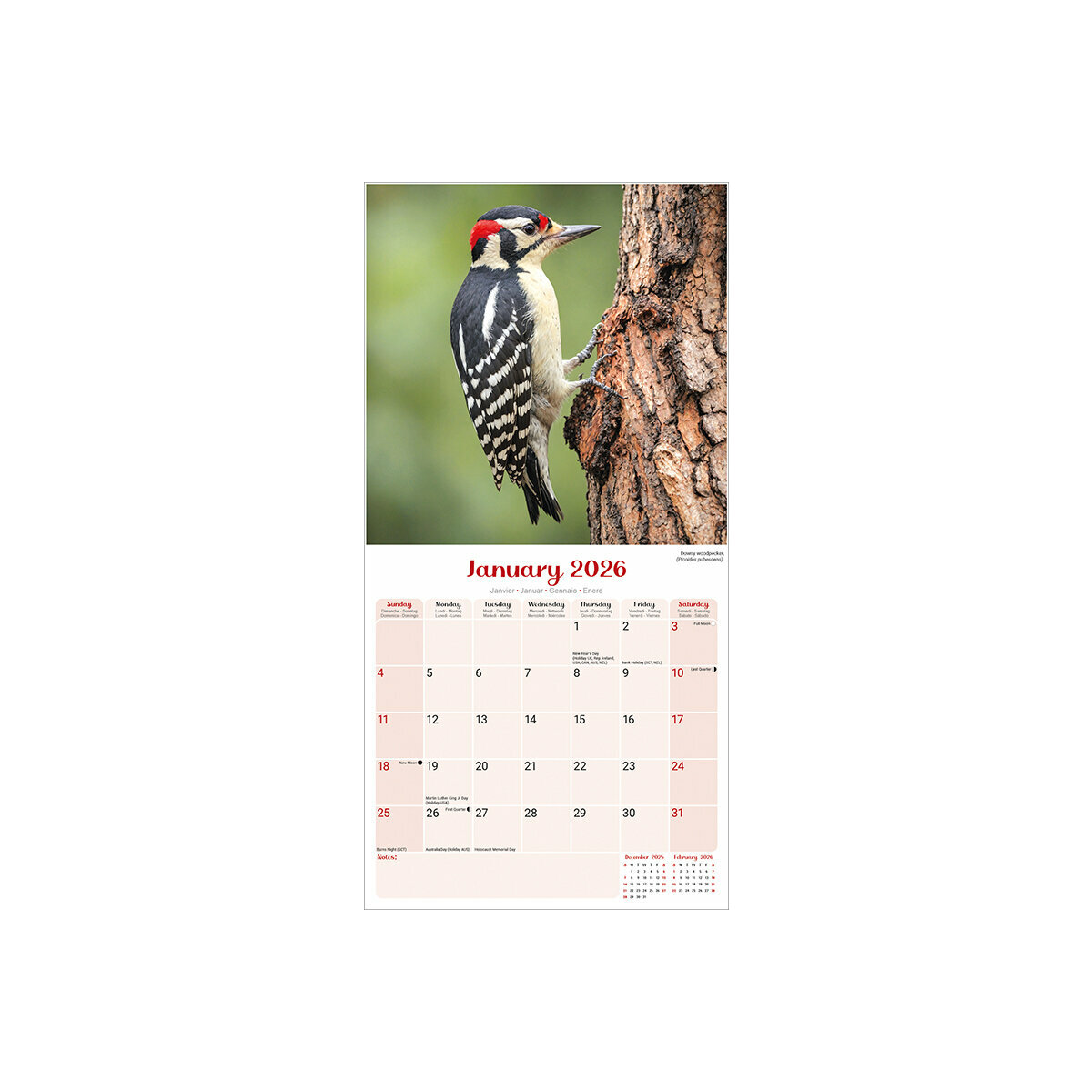 Calendrier Mural 2026 Aux Oiseaux Exotiques – 12 Mois – Format 28,5x21 Cm – Déco Nature Pour Maison, Bureau, étude