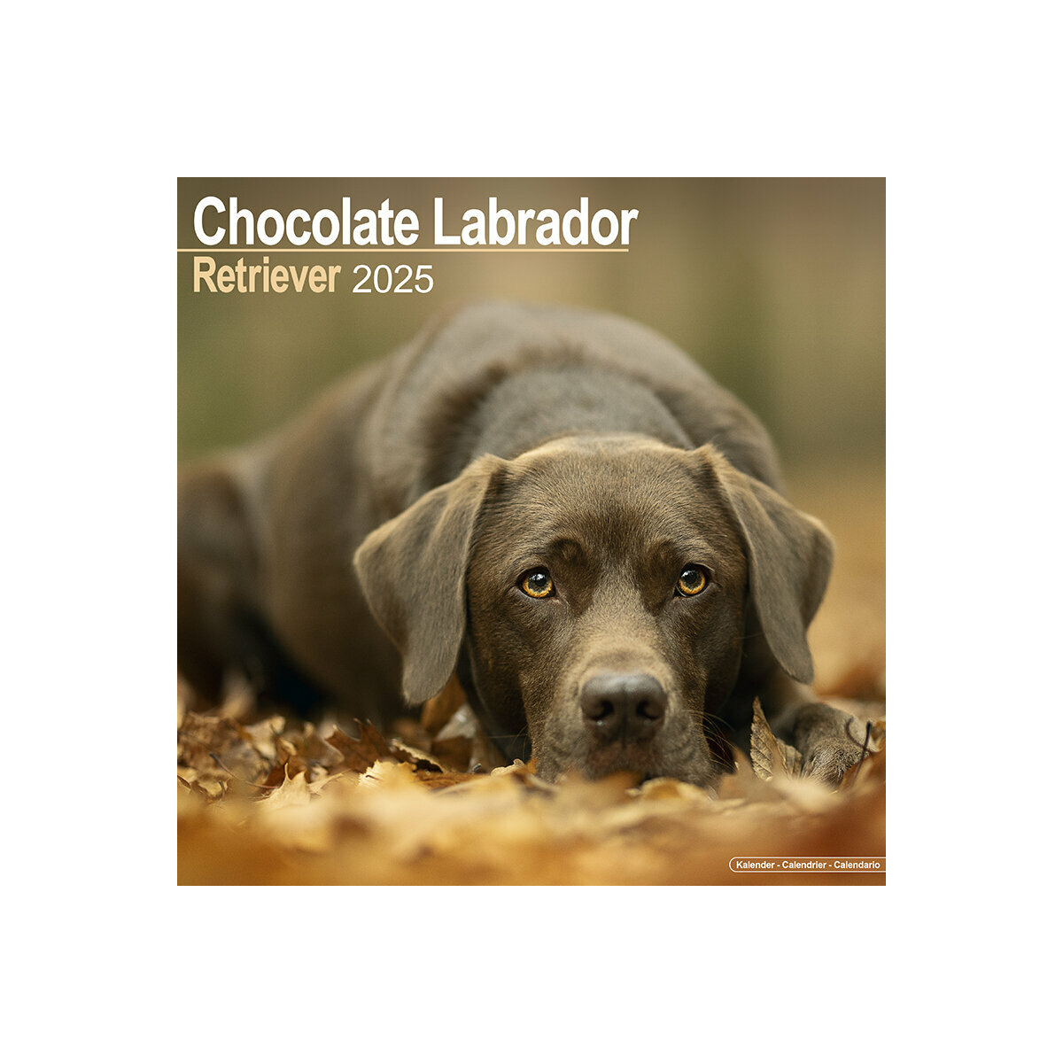 Calendrier De Bureau 2026-2027 Labrador Chocolat – Format 15,25x22 Cm, Papier épais 240 G/m² – Fabriqué Main Au Royaume-Uni