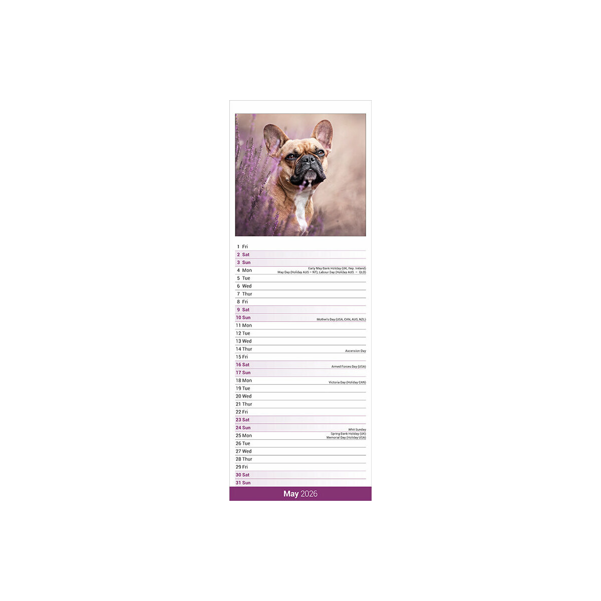 Calendrier Mural Bulldog 2026 Format A3 - 12 Photos De Bouledogues, Reliure Spirale, Grand Espace D'écriture