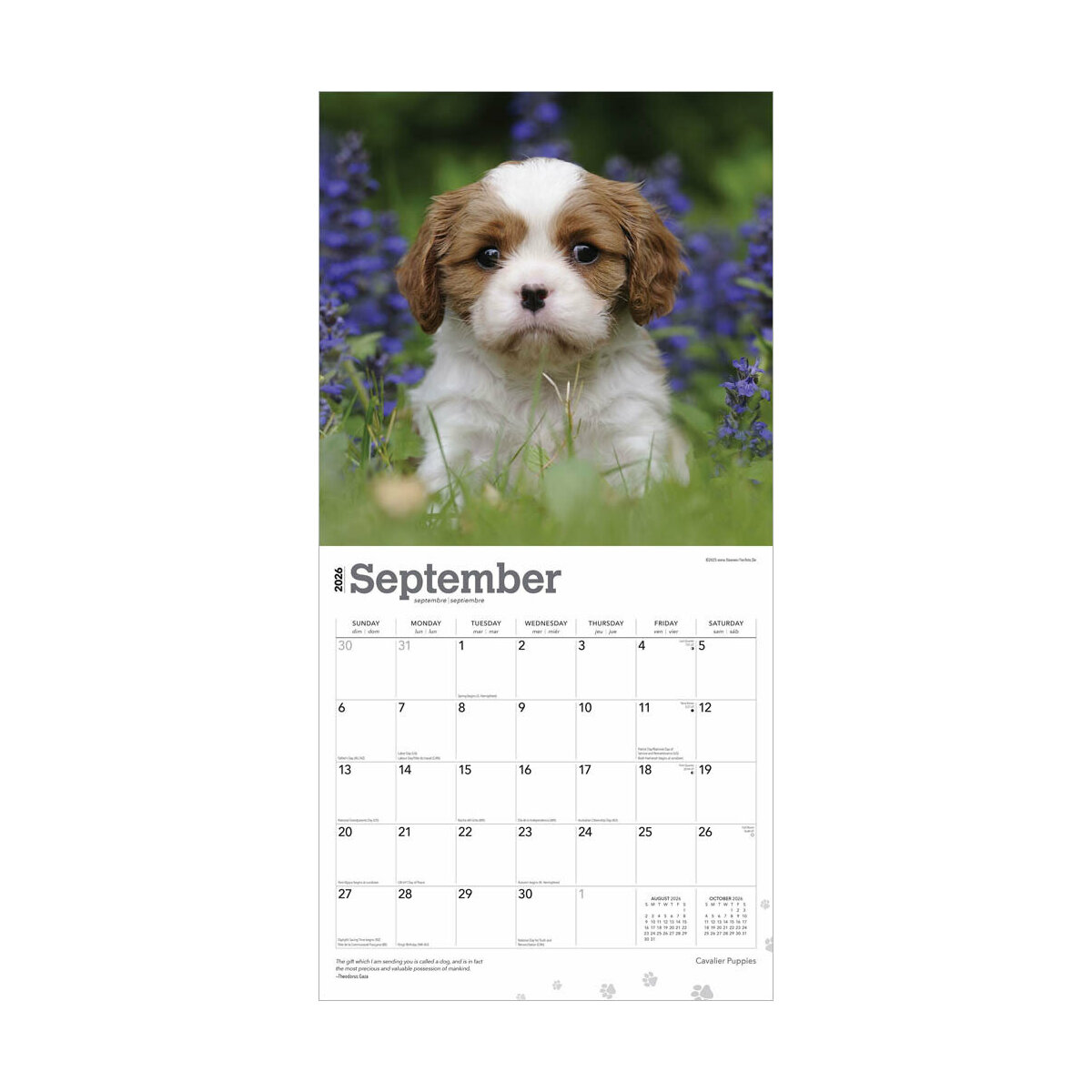 Calendrier Mural 2026 - Cavalier King Charles En Photos A3 (30x42 Cm) - 12 Mois D'images Magnifiques