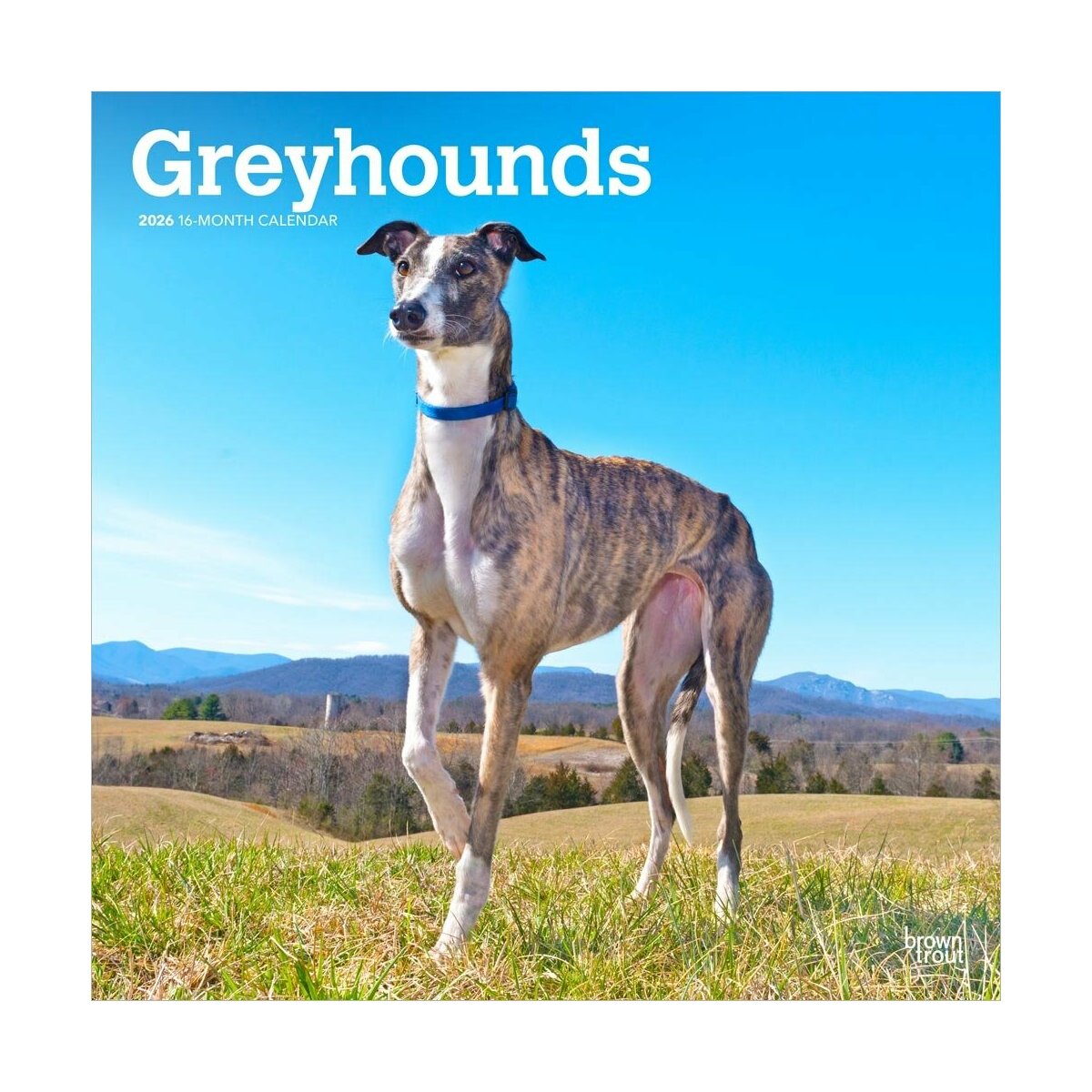 portrait de chien lévrier italien de pure race avec des roses 7429503 Photo  de stock chez Vecteezy, image size:1200x1200