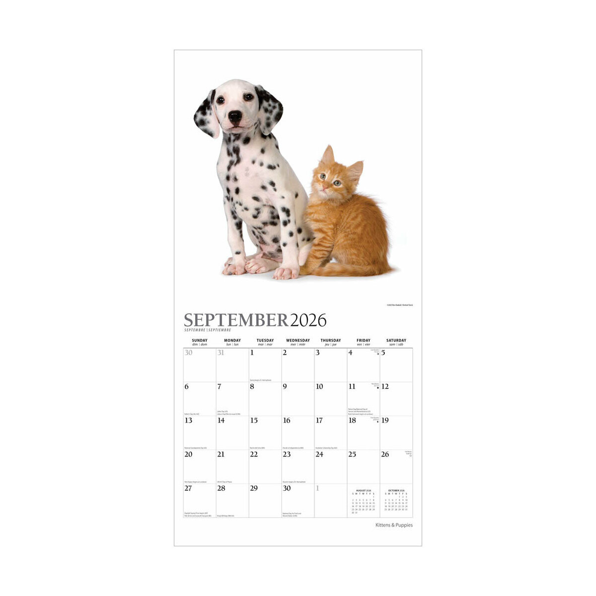 Calendrier De Bureau 2026 Catalan Avec Photos Chiens Et Chats - Vue Mois, Spirale Métal, Janv-Déc 2026 + 4 Mois 2025 - 12