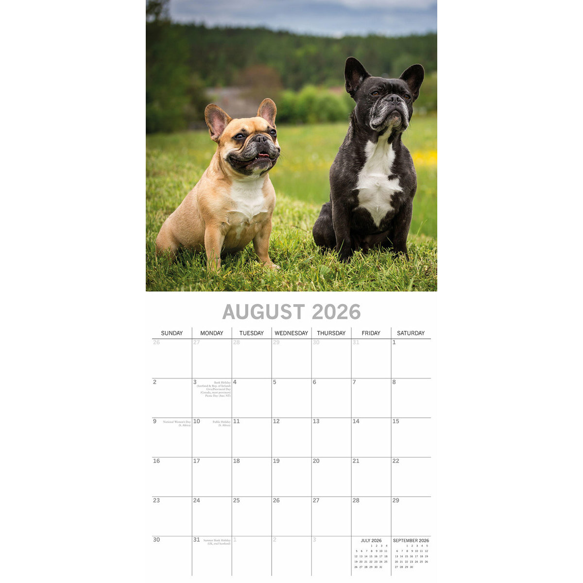 Calendrier De L'Avent Bouledogue Français 2025 - Compte à Rebours 24 Jours, Décor Chien Amoureux