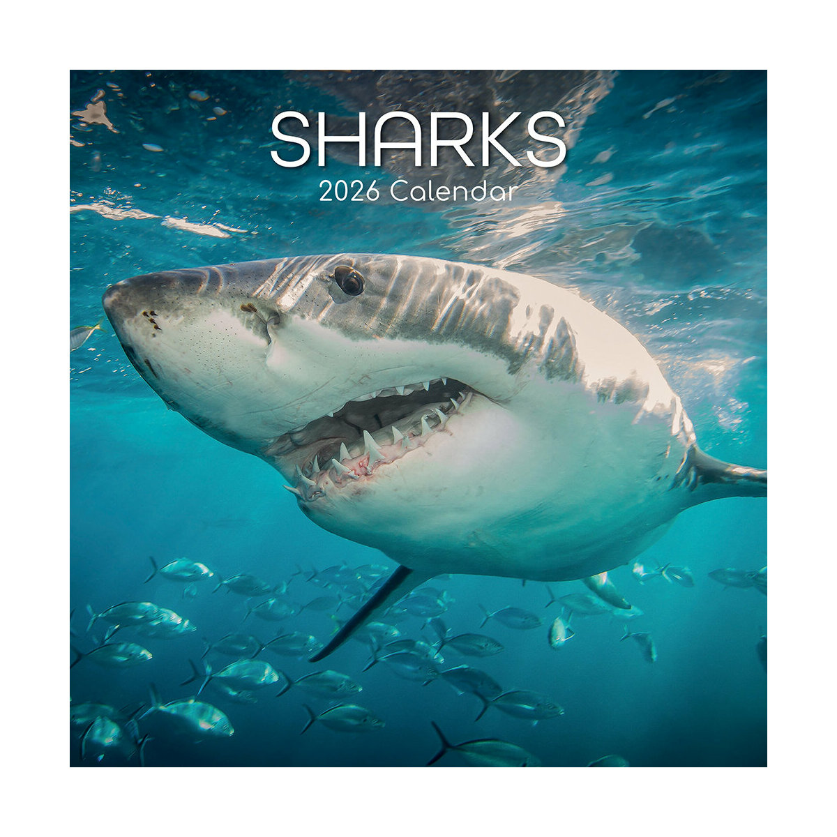Calendrier Mural Papier 2026 Requins Squales Vie Sous Marine 100% Recyclable Sans Plastique