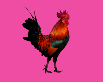 Calendriers 2026 Animaux de la Ferme