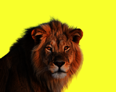 Calendriers 2026 Animaux Sauvages