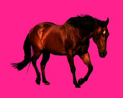 Calendriers 2026 Chevaux