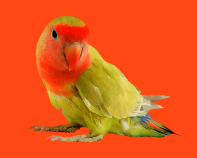 Calendriers 2026 Oiseaux et Rapaces