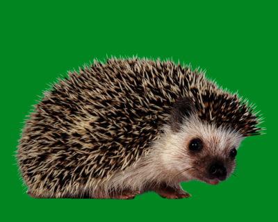 Calendriers 2026 Autres Animaux