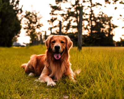 calendrier 2025 golden retriever