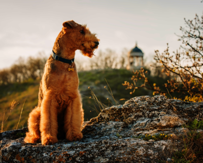 calendrier 2025 airedale terrier 