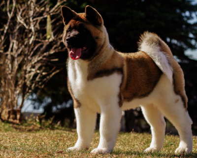 calendrier 2025 akita