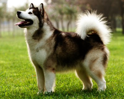 calendrier 2025 alaskan malamute