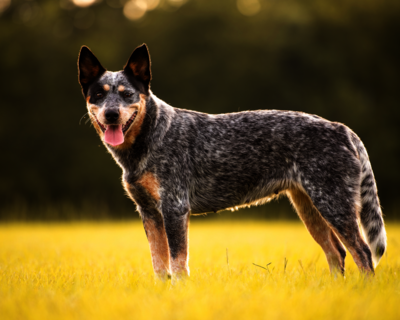 calendrier 2025 australian cattle dog