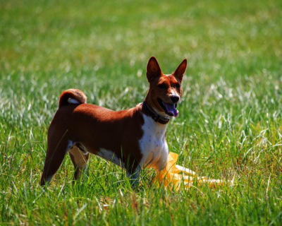 calendrier 2025 basenji