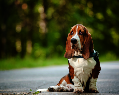 calendrier 2025 basset hound