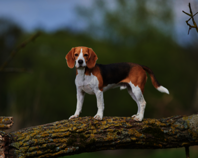 calendrier 2025 beagle