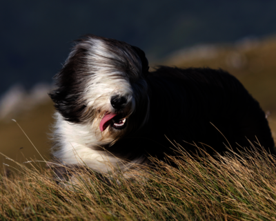 calendrier 2025 bearded collie