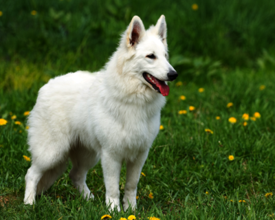 calendrier 2025 berger blanc suisse