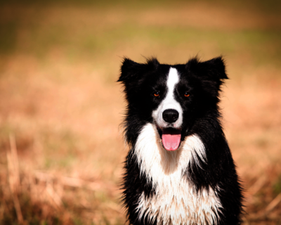 calendrier 2025 border collie