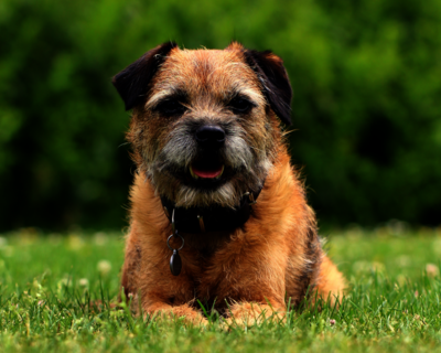 calendrier 2025 border terrier 