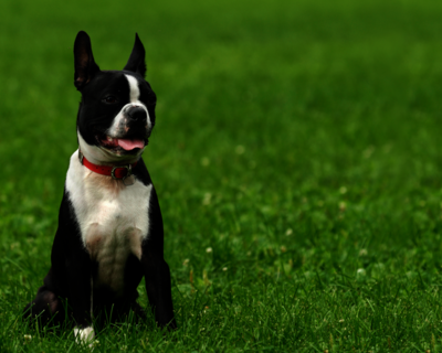 calendrier 2025 boston terrier 