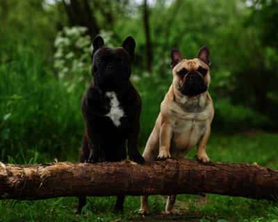 calendrier 2025 bouledogue Francais 