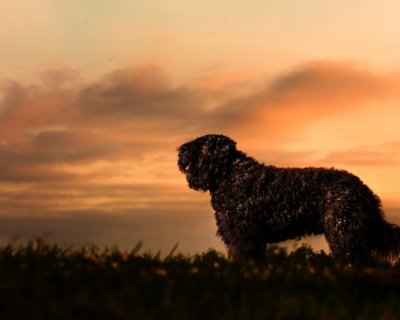 calendrier 2025 bouvier des flandres 