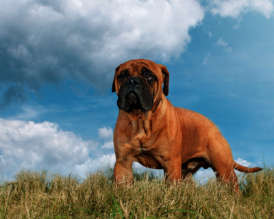 calendrier 2025 bullmastiff 