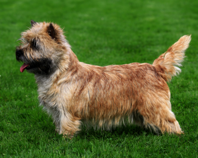 calendrier 2025 cairn terrier 