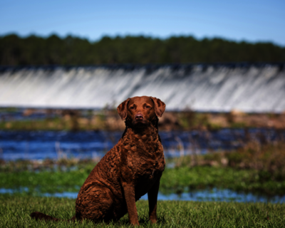 calendrier 2025 chesapeake Bay retriever 