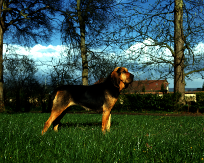 calendrier 2025 chien de Saint Hubert 