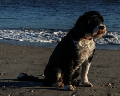 calendrier 2025 chien d'eau portugais 