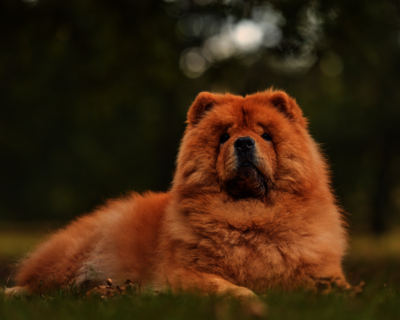 calendrier 2025 chow chow
