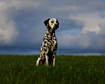 calendrier 2025 dalmatien