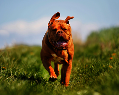 calendrier 2025 dogue de bordeaux