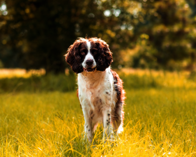 calendrier 2025 English springer spaniel 