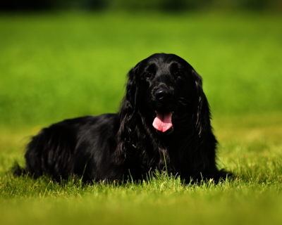 calendrier 2025 flat coated retriever