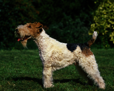 calendrier 2025 fox terrier