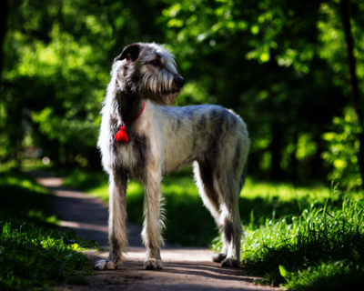 calendrier 2025 irish Wolfhound