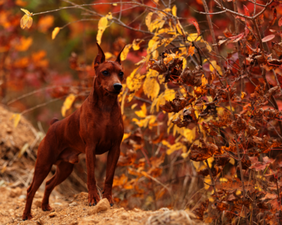 calendrier 2025 Pinscher miniature