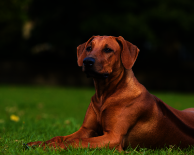 calendrier 2025 rodhesian ridgeback