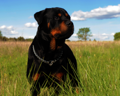 calendrier 2025 rottweiler